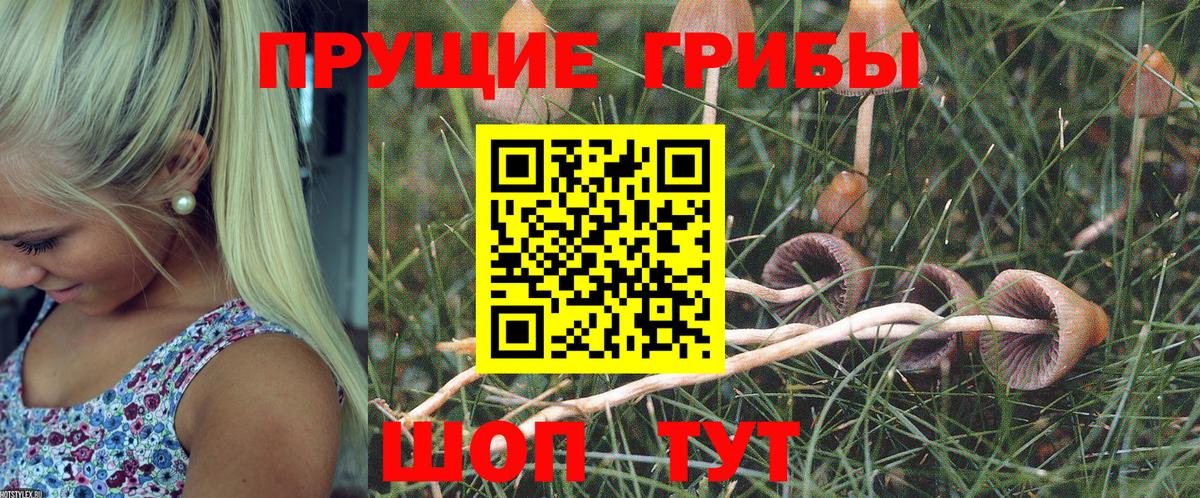 Медногорск  Псилоцибиновые грибы Psilocybe  Вход с VPN 